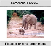 7art Elephants ScreenSaver Screenshot